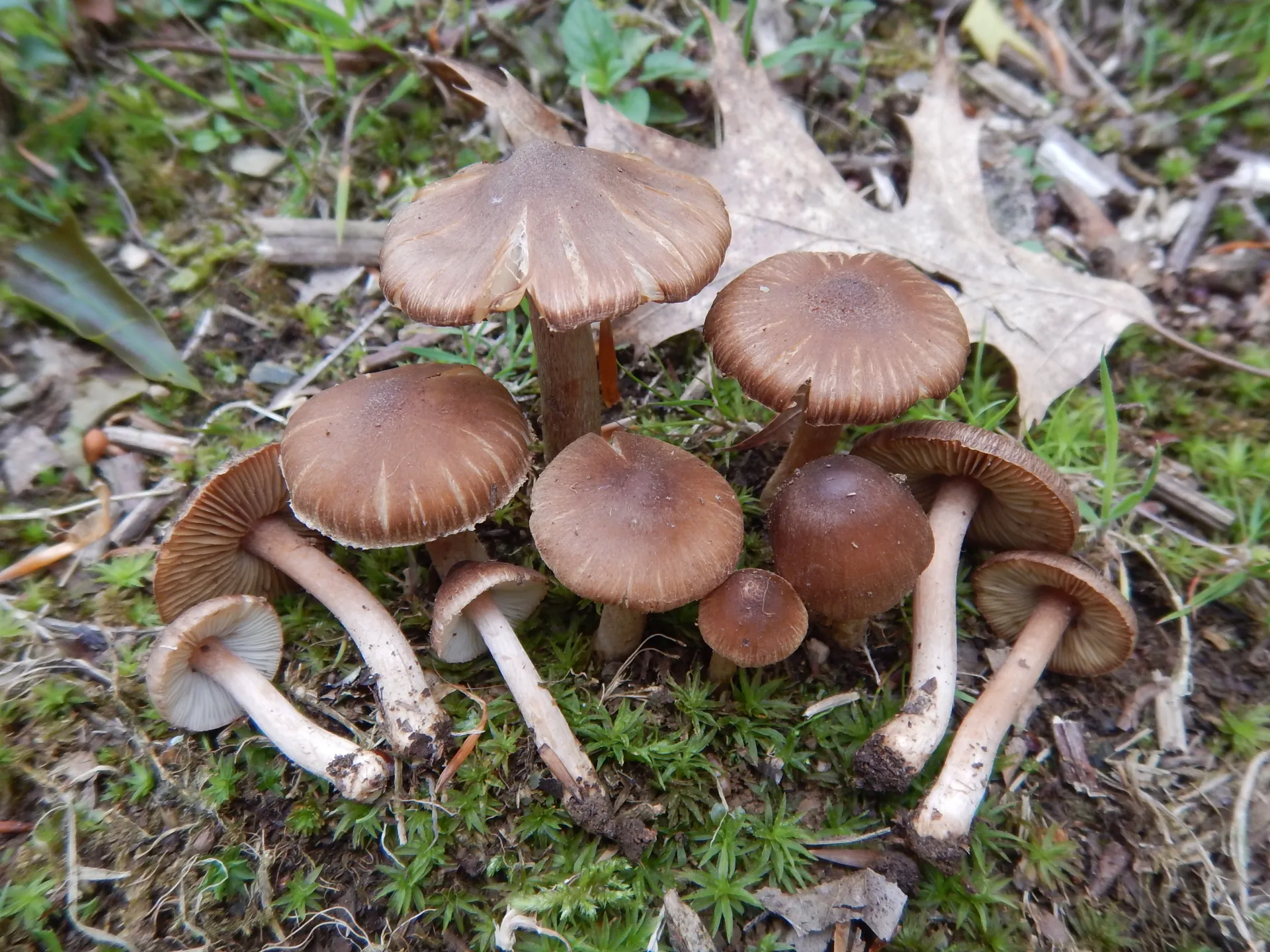 Inocybe transitoria, 23-05-20 (2)